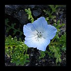 nemophila menziesii - baby blue eyes nemophila menziesii